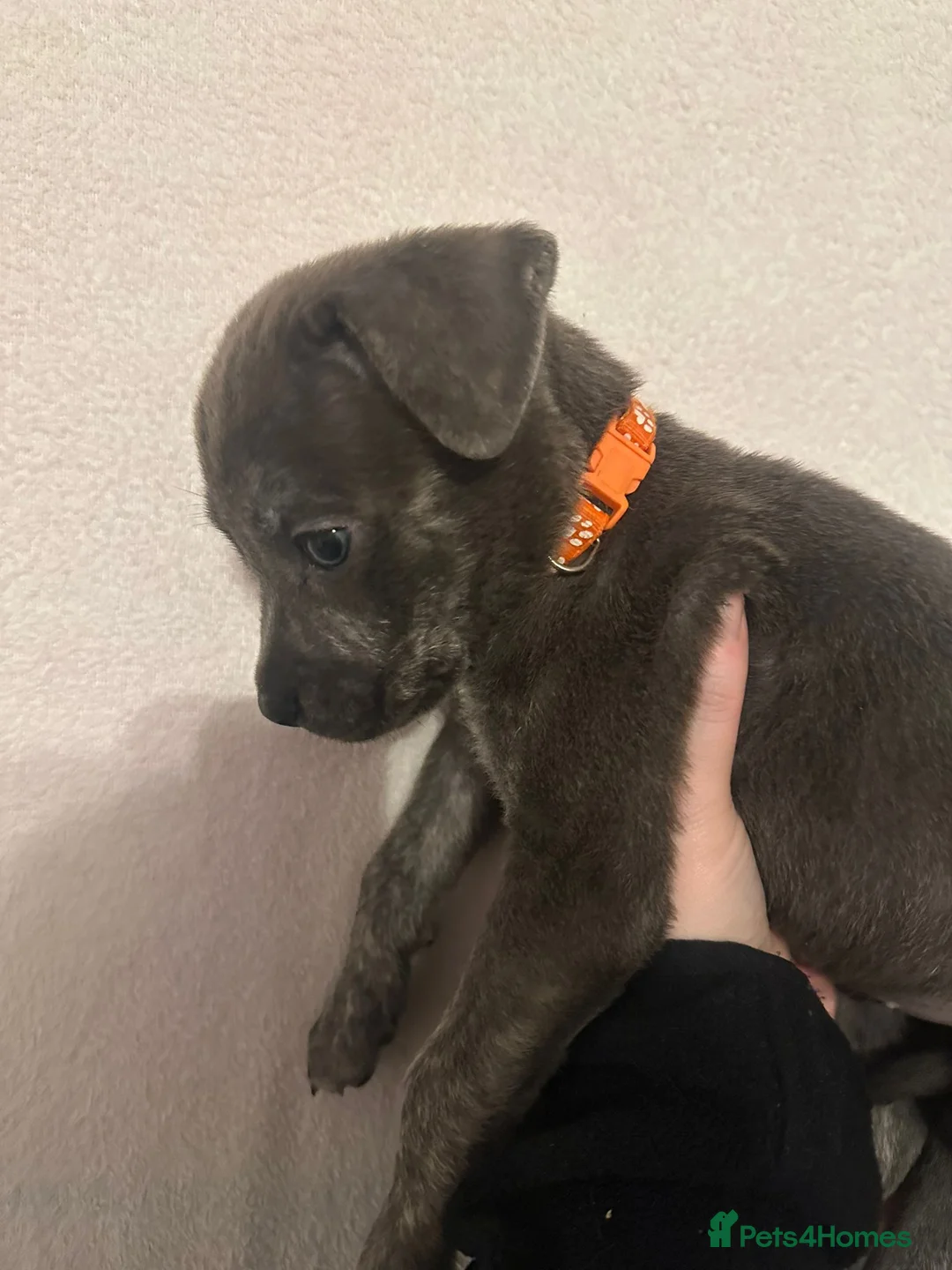 Mixed Breed dogs for sale: Cane corso x Alpha blueblood bull dog - Advert 4