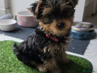 Yorkshire Terrier dogs Beautiful, pure breed Yorkshire terrier - Advert 2