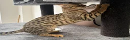Savannah cats for sale: Sittingpretty Squealer F5 SBT Savannah female - Advert 11