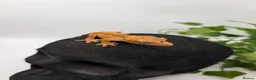 Gecko reptiles for sale: Mixed Morph Crested Gecko - Advert 5
