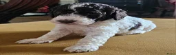Cockapoo dogs for sale: F1b Cockapoos incl. Merle and Roans - Advert 30