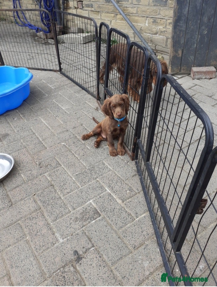 Cocker Spaniel dogs Health clear cockerspaniel puppies - Advert 1