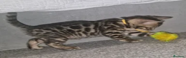 Yellow collar female