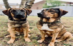 Mixed Breed dogs for sale: Belgian Malinois / Turkish Kangal / Cane Corso - Image 25