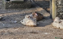 Ducks poultry for sale: Muscovy  - Image 7