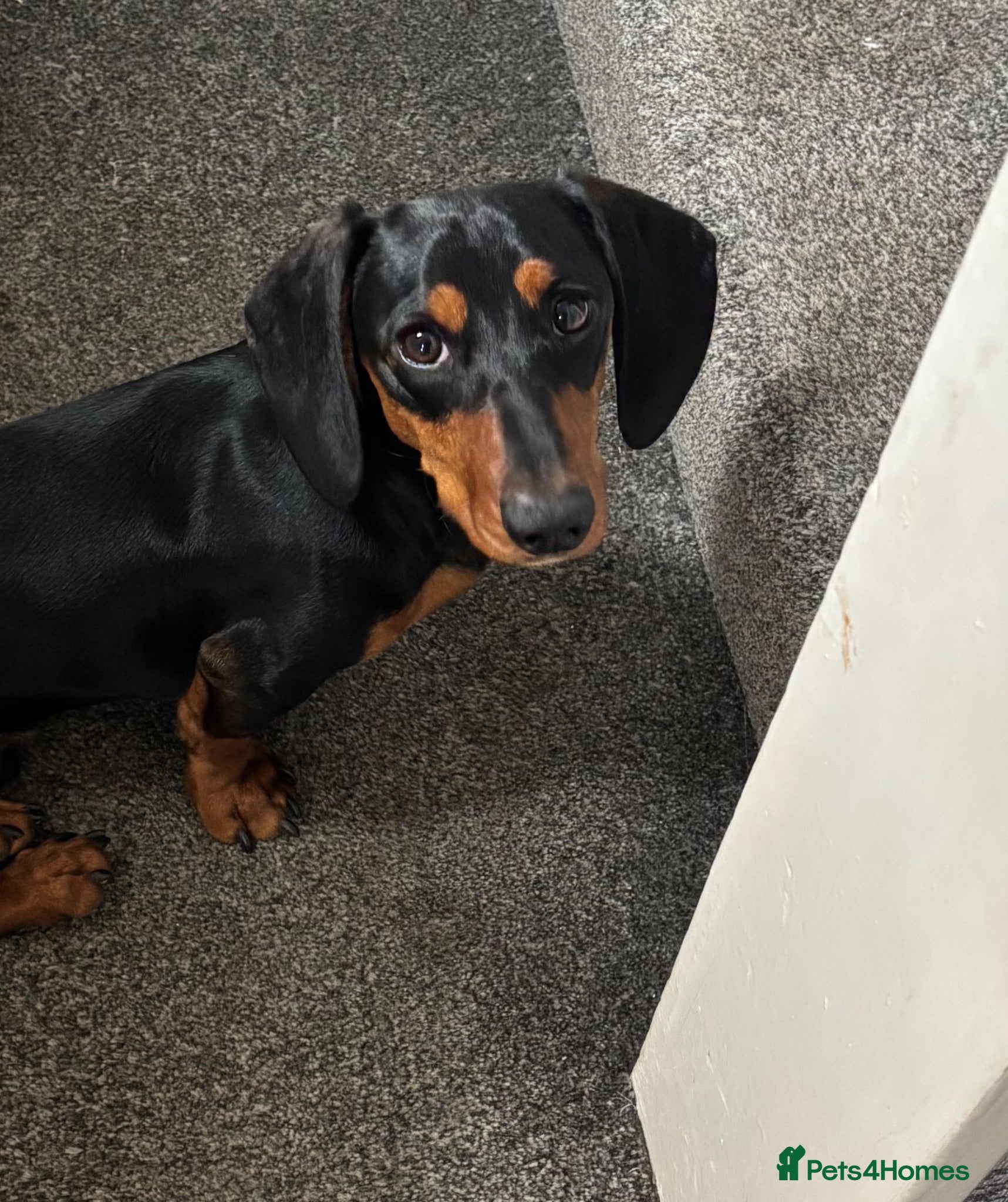 Dachshund dogs 7 Month old Dashshund Male puppy - Advert 1