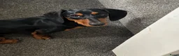 Dachshund dogs for sale: 7 Month old Dashshund Male puppy in Manchester - Advert 1