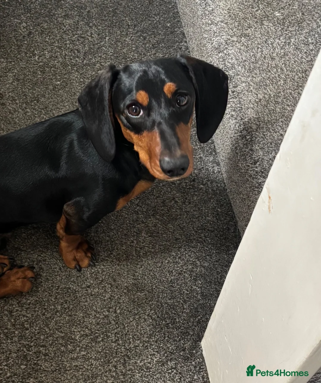 Dachshund dogs for sale: 7 Month old Dashshund Male puppy in Manchester - Advert 1
