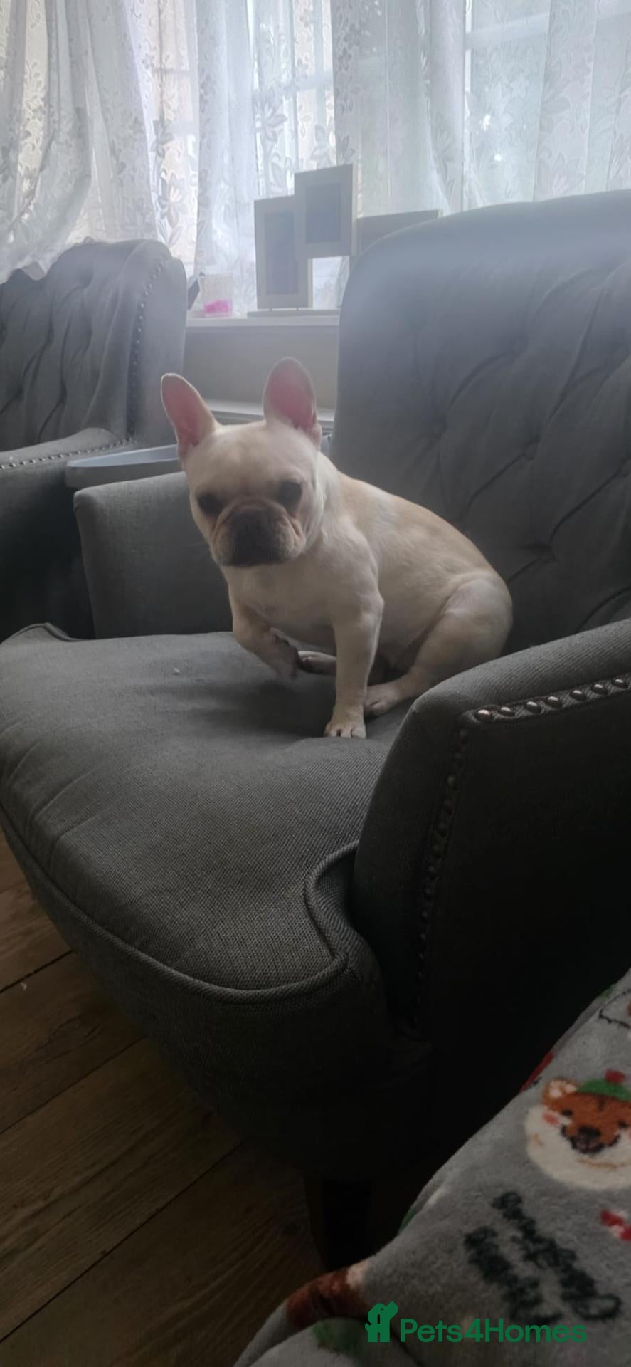 Mixed Breed dogs French bulldog  - Advert 3