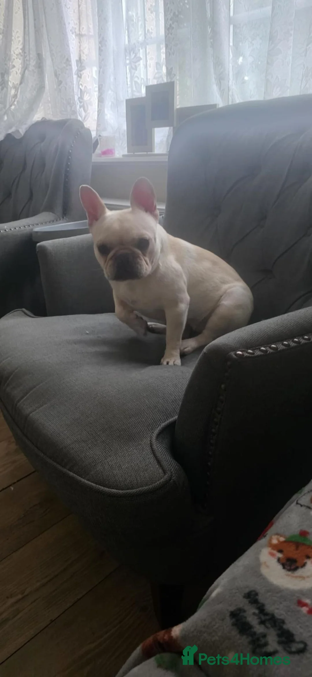 Mixed Breed dogs for sale: French bulldog  in Deeside - Advert 1