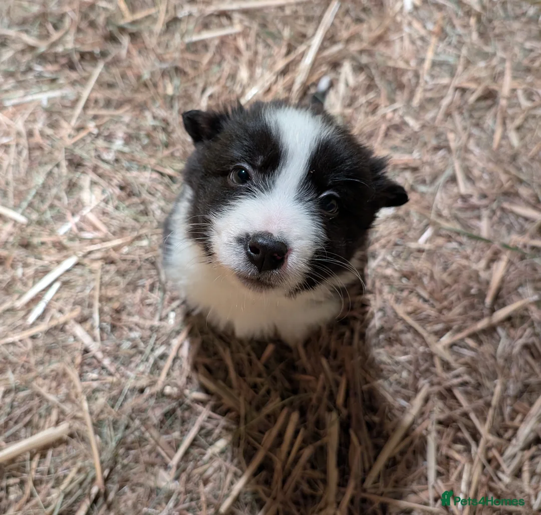 Border Collie dogs for sale: Border Collie Pups ❤️ - Advert 11