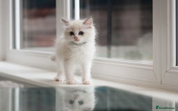 Ragdoll cats for sale: 🐈✨ Tica Registered Ragdoll Kittens in Tamworth - Image 6