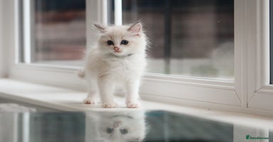 Ragdoll cats in Tamworth - Advert 12