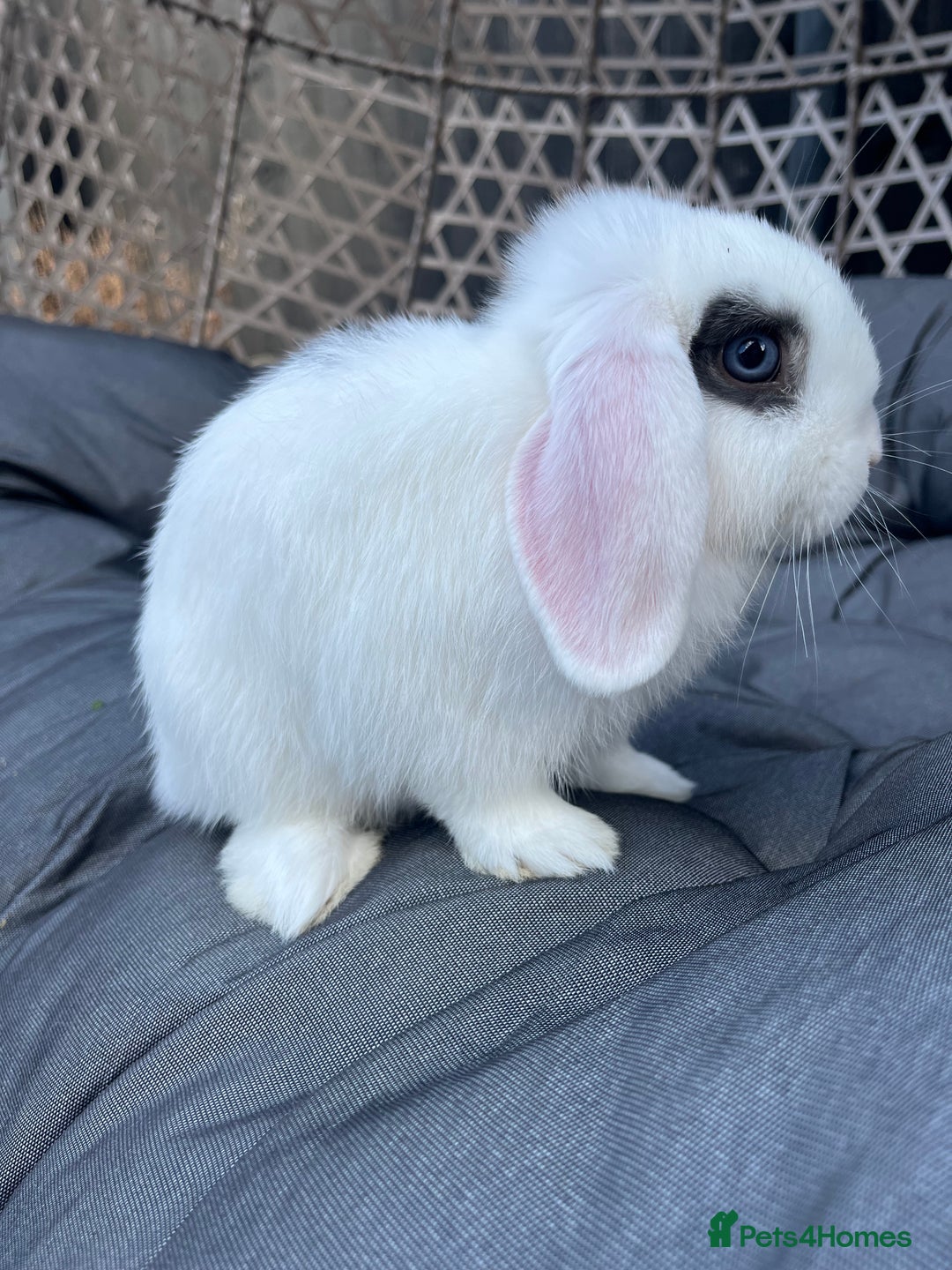 Mini Lop rabbits for sale: Mini lop for for sale - Image 4