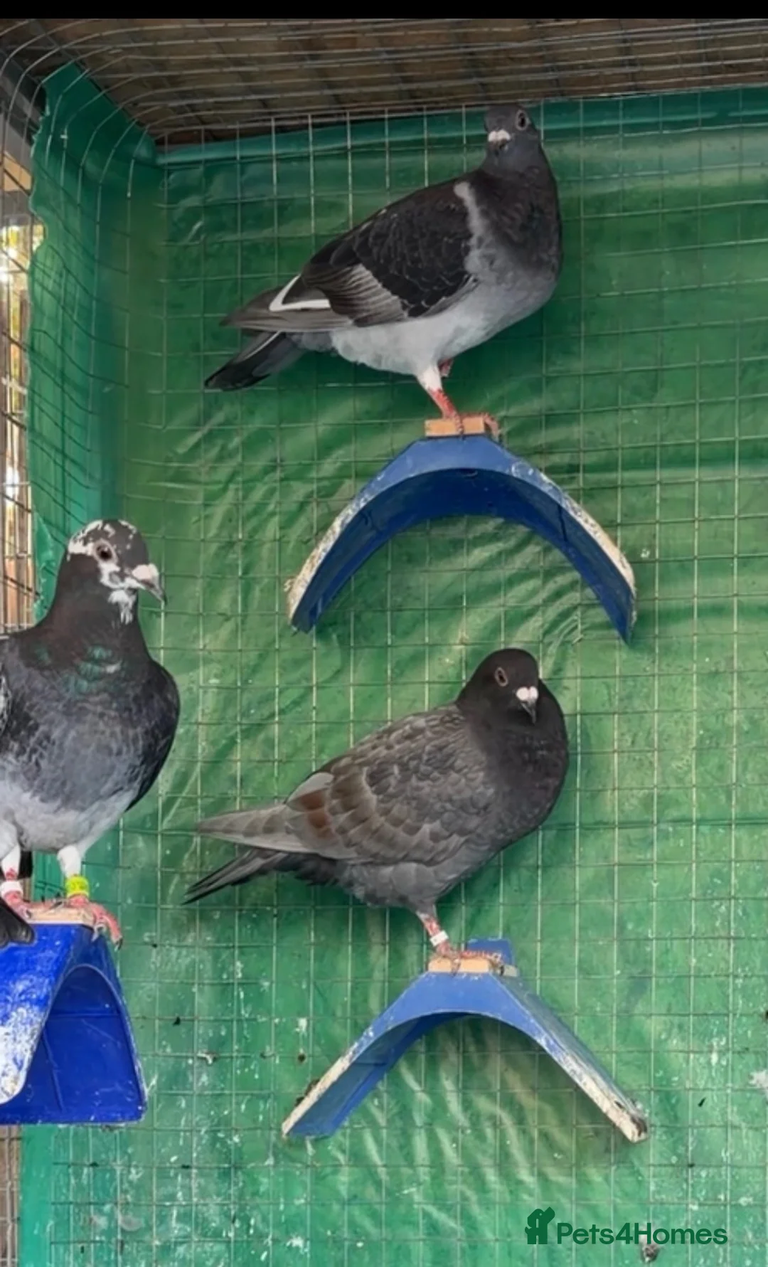 Pigeons birds for sale: Racing pigeons in Harrow - Advert 2