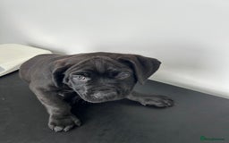 Mixed Breed dogs for sale: Adorable Rottweiler Dogue de Bordeaux x Cane Corso - Image 8