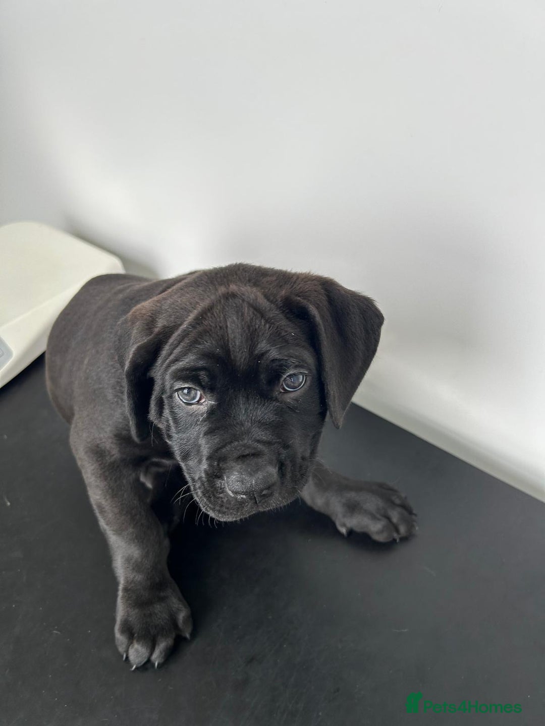 Mixed Breed dogs for sale: Adorable Rottweiler Dogue de Bordeaux x Cane Corso - Image 8