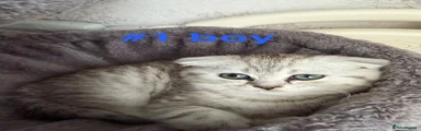 Scottish Fold 1