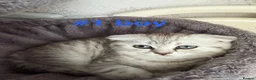Scottish Fold cats for sale: Beautiful Scottish Fold/Straight Kittens  - Advert 19