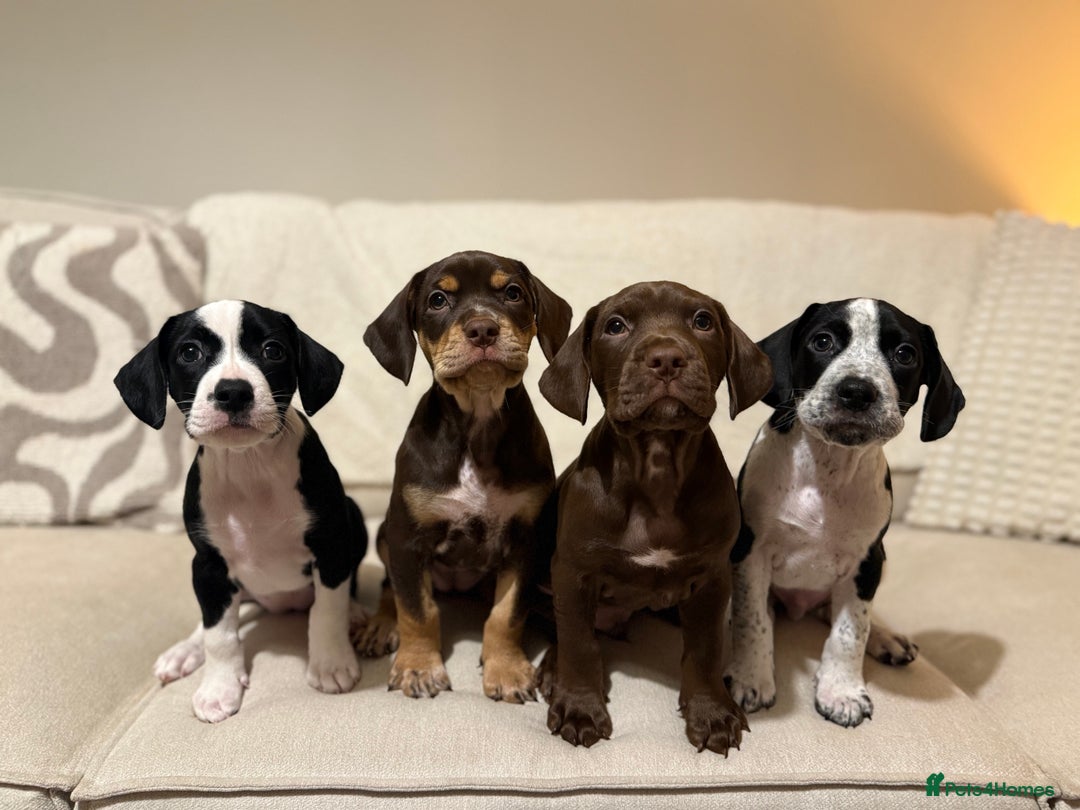 Mixed Breed dogs for sale: Cockerbulls - Advert 1