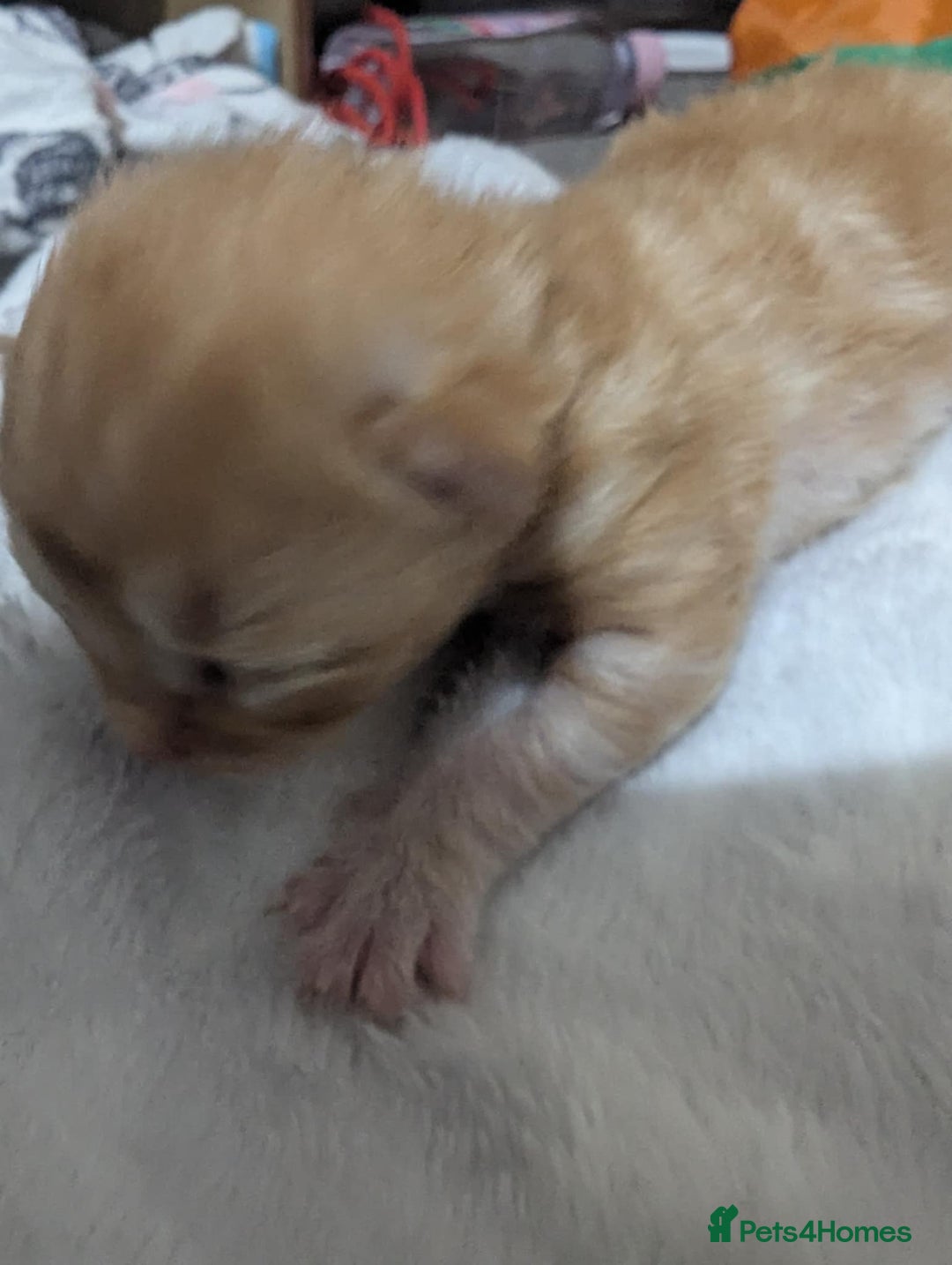 Mixed Breed cats for sale: Beautiful kittens - Image 19