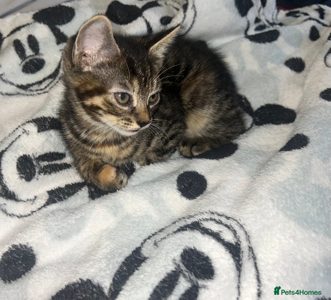 Bengal cats for sale: bengal x ragdoll kittens  - Image 12