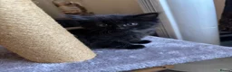 Mixed Breed cats for sale: 4 beautiful kittens 1 ginger boy 3 girls  in Burton-on-Trent - Advert 6