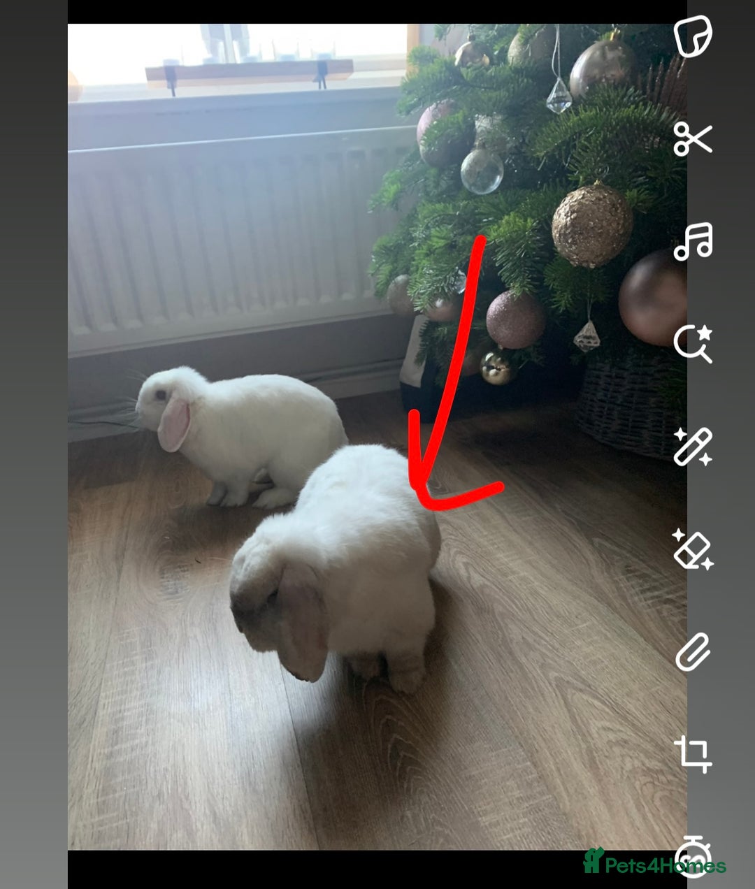 Mini Lop rabbits for sale: Male mini lop  - Image 9