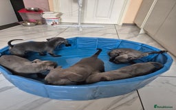 Staffordshire Bull Terrier dogs for sale: Blue Staffies KC Ready to go Now💚💚💚 - Image 3