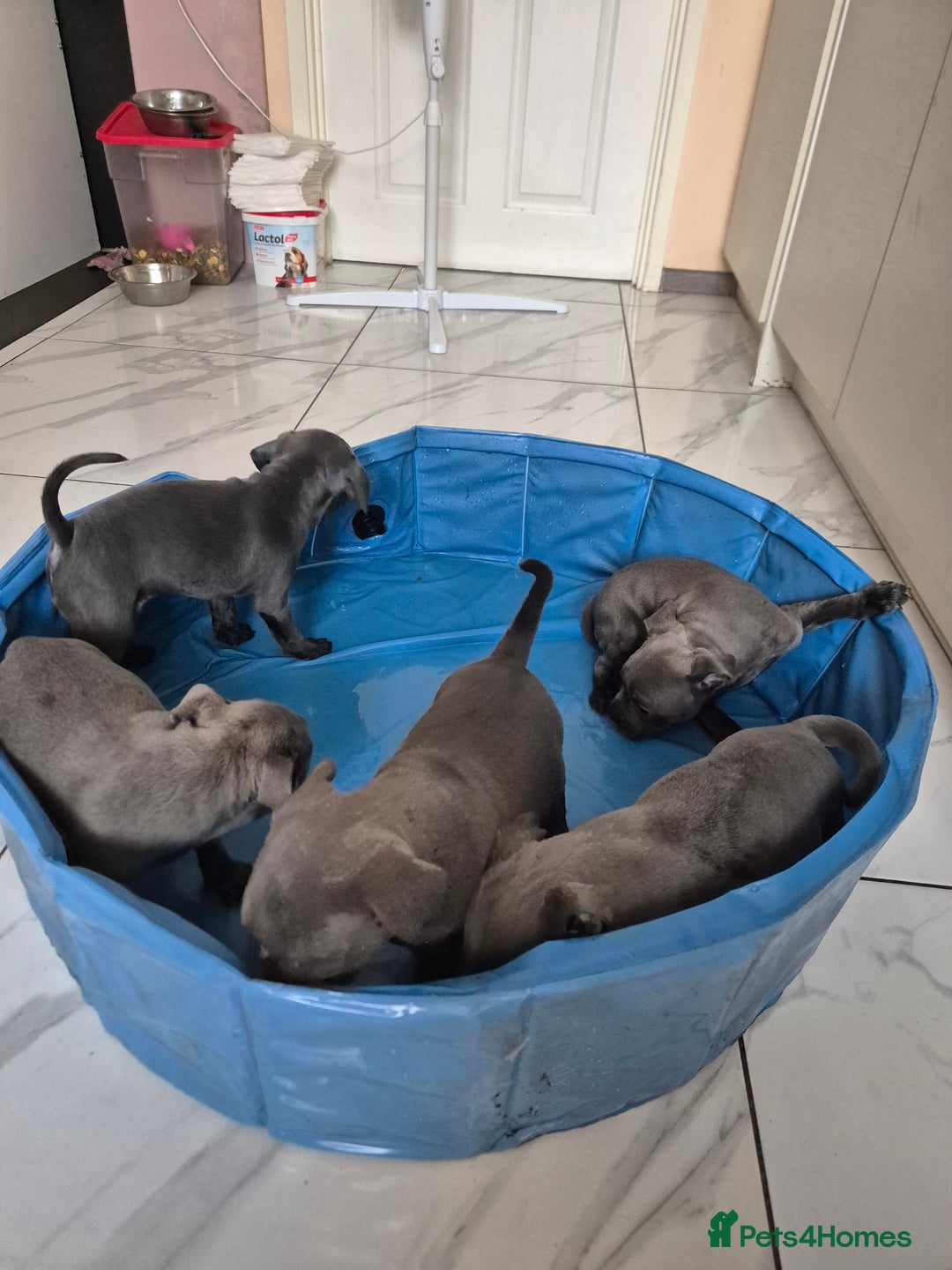 Staffordshire Bull Terrier dogs for sale: Blue Staffies KC Ready to go Now💚💚💚 - Image 3