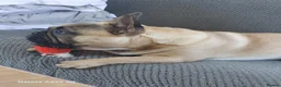 French Bulldog dogs for stud: 🐕🐕KC REG RONNIE FOR STUD 🐶🐶  - Advert 14
