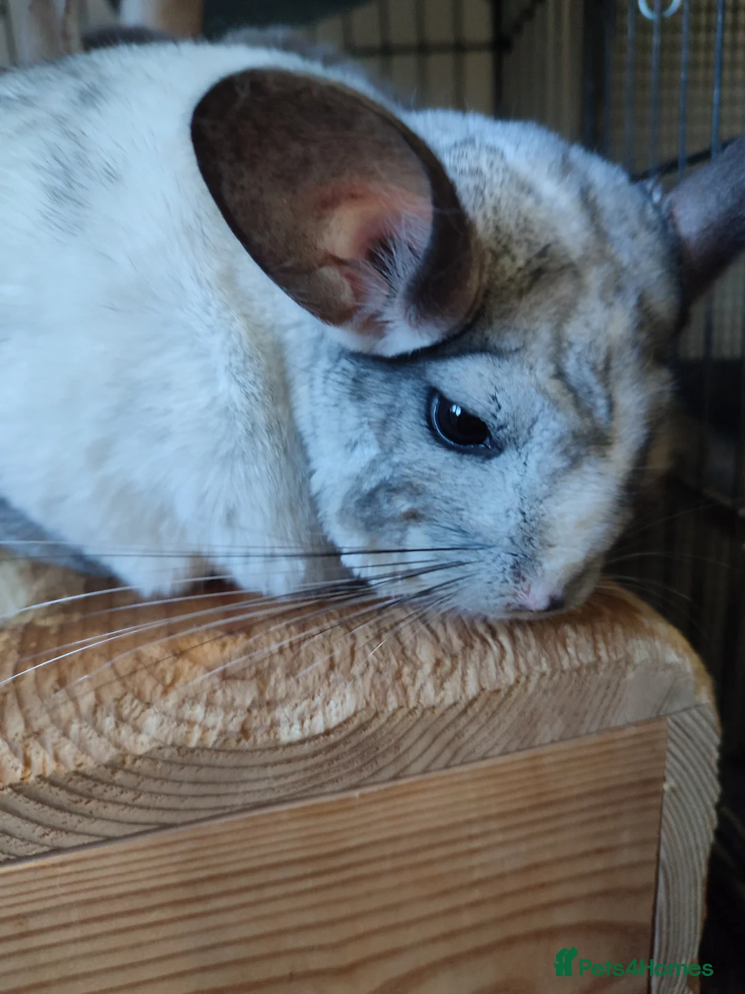 Chinchilla rodents for sale: Male chinchillas for sale  - Advert 1