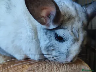 Chinchilla rodents Male chinchillas for sale - Advert 12