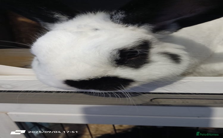 English rabbits - Advert 1