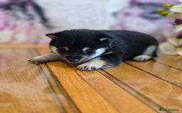 Japanese Shiba Inu dogs for sale: Japanese Shiba Inu - Image 12