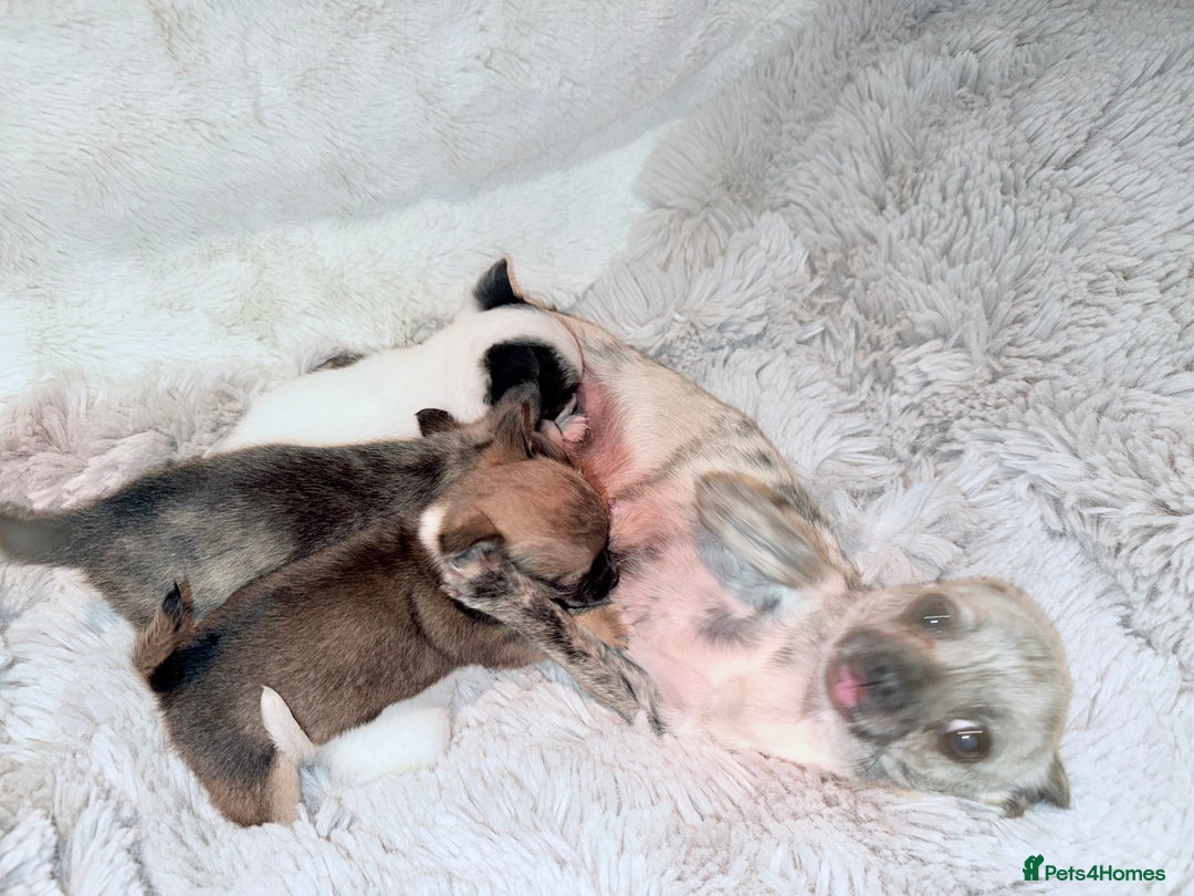 Chihuahua dogs for sale: Tiny Chihuahua girls  - Image 8