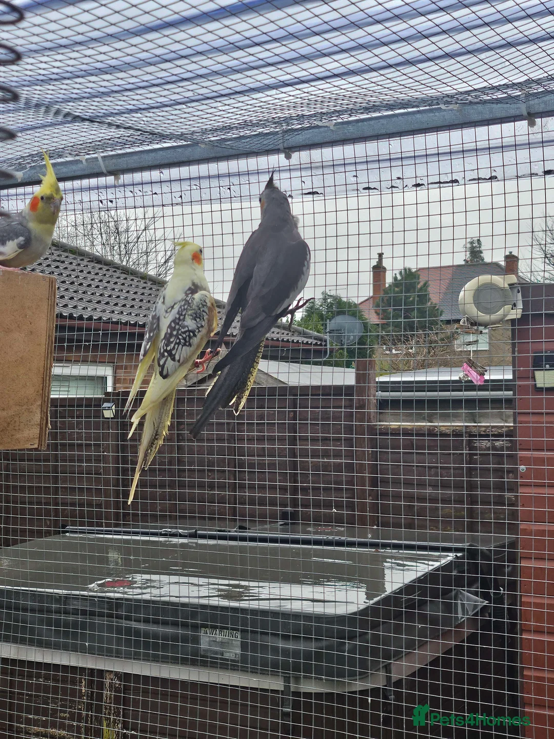 Cockatiels birds for sale: Mixed Cockatiels - Advert 2