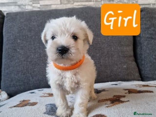 Miniature Schnauzer dogs Miniature schnauzer READY 21 DECEMBER - Advert 13