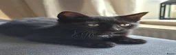 British Shorthair cats for sale: Black kitten  - Advert 6