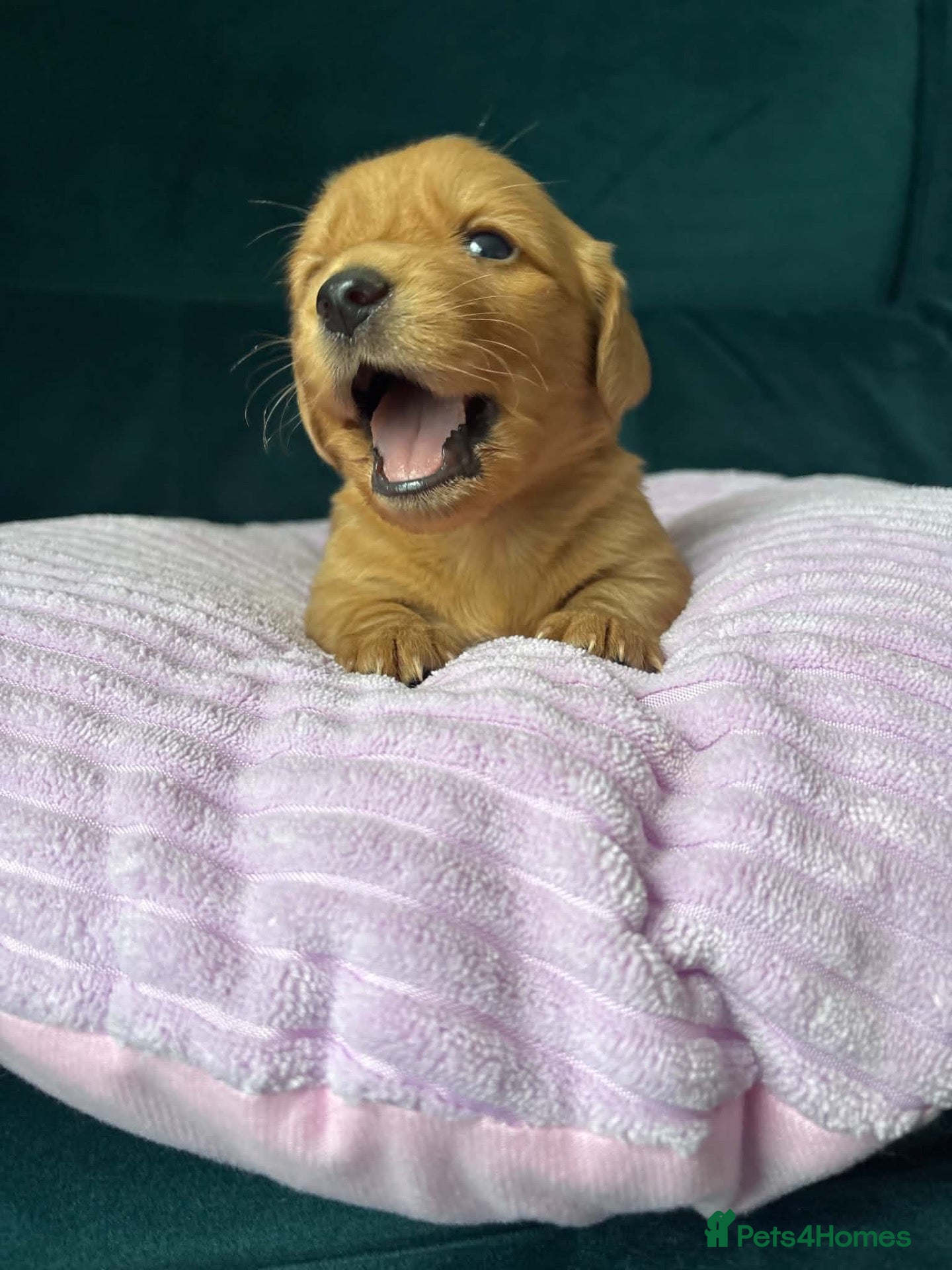 Dachshund dogs KC registered mini long hairs (1 boy left) - Advert 9