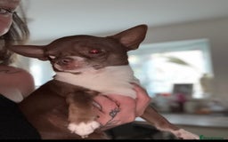 Chihuahua dogs for stud: Super tiny apple head chihuahua for stud  - Image 5