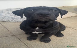 Mixed Breed dogs for sale: 4 month old cane corso puppy called Nala 🐾 - Image 1