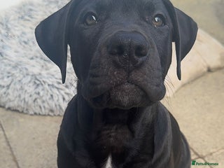 Mixed Breed dogs for sale - Advert 1