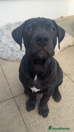 Mixed Breed dogs - Advert 1