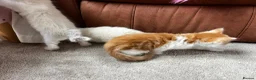 Maine Coon cats for sale: 4 LEFT! Stunning main coon x ragdoll kittens  - Advert 16