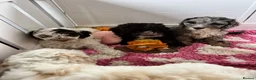 Cockapoo dogs for sale: F1 cockapoo puppies  - Advert 10