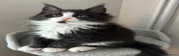 Maine Coon cats for sale: AMAZING TICA MAINE COON KITTENS  - Advert 18