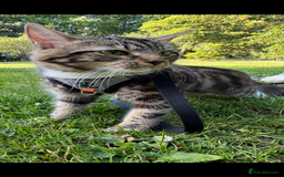 British Longhair cats for sale: Cat needs new home - Image 2