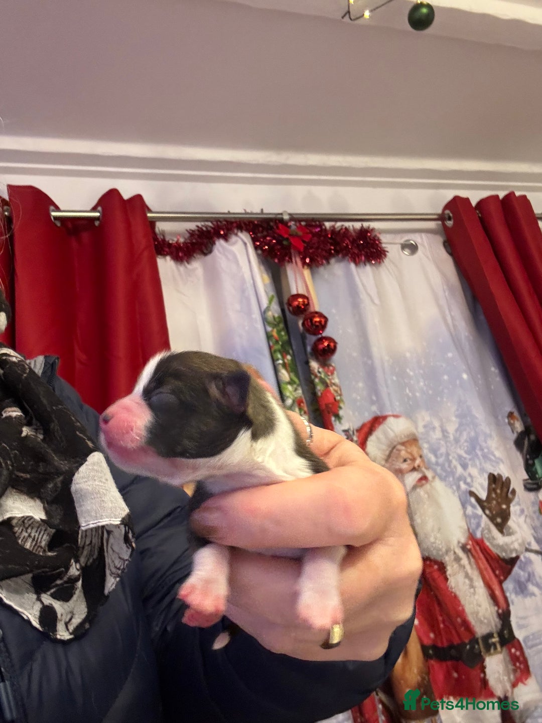 Chihuahua dogs for sale: Lovely long haired Chihuahua  - Advert 10