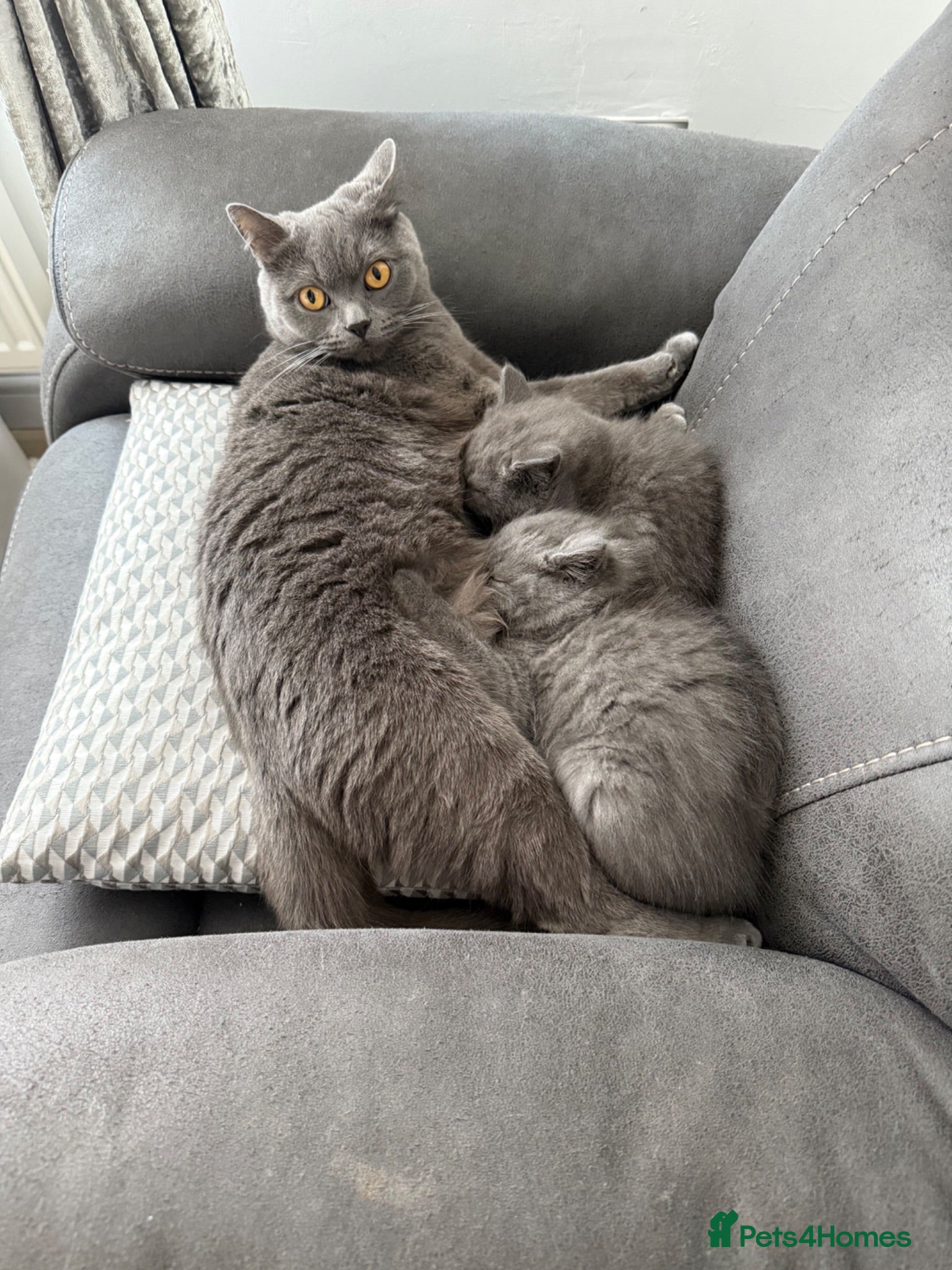 British Longhair cats British shorthair kittens “Ready now” - Advert 2